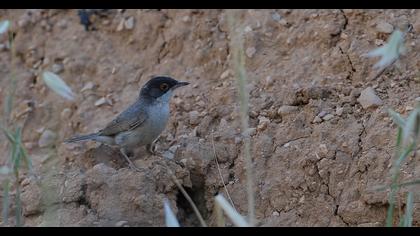 Pembegöğüslü ötleğen