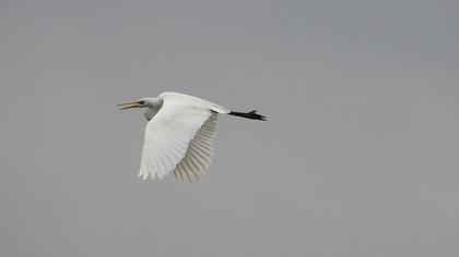 Büyük ak balıkçıl