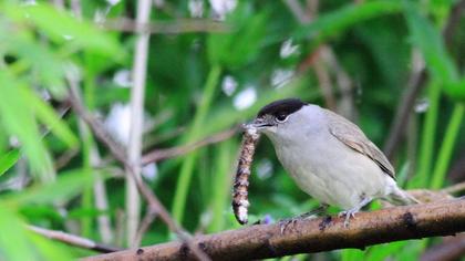 Karabaşlı ötleğen
