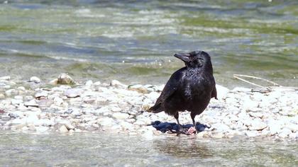 Avrupa leş kargası
