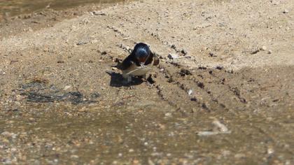 Barn Swallow
