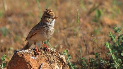 Türkistan çorak toygarı