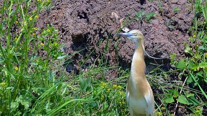 Squacco Heron
