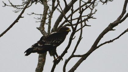 Büyük orman kartalı