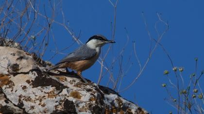 Büyük kaya sıvacısı