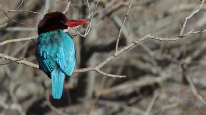 İzmir yalıçapkını