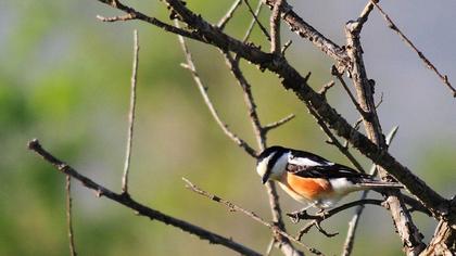 Maskeli örümcekkuşu