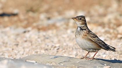 Küçük boğmaklı toygar