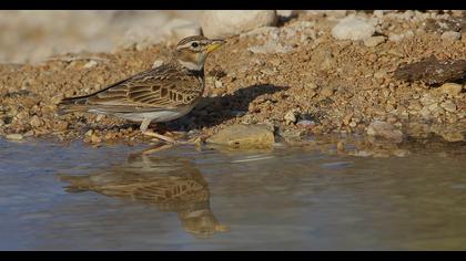 Küçük boğmaklı toygar