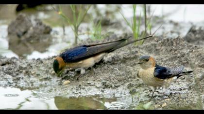 Kızıl kırlangıç