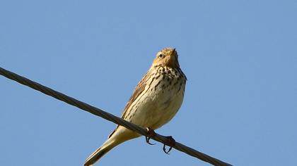 Kızılgerdanlı incirkuşu