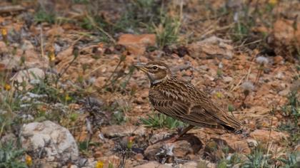 Küçük boğmaklı toygar