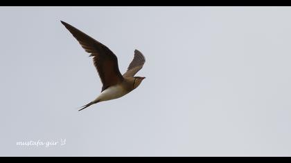 Bataklıkkırlangıcı