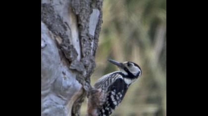 Aksırtlı ağaçkakan