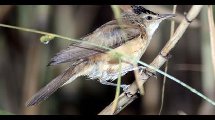 Büyük kamışçın