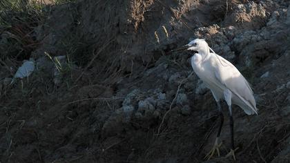 Küçük ak balıkçıl