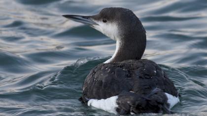 Black-throated Loon