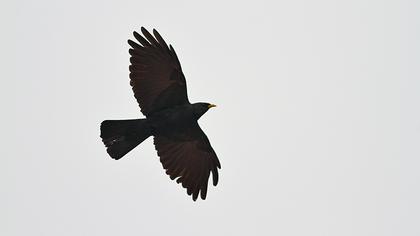 Sarıgagalı dağ kargası