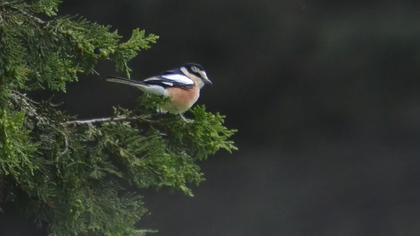 Maskeli örümcekkuşu