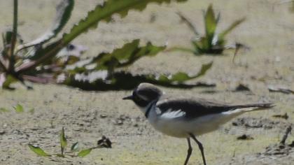 Halkalı küçük cılıbıt