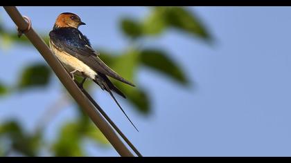 Kızıl kırlangıç