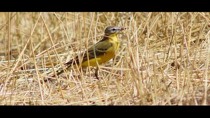 Sarı kuyruksallayan