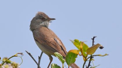 Akgerdanlı ötleğen