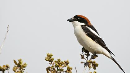 Kızılbaşlı örümcekkuşu