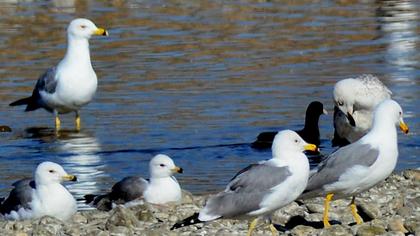Van gölü martısı