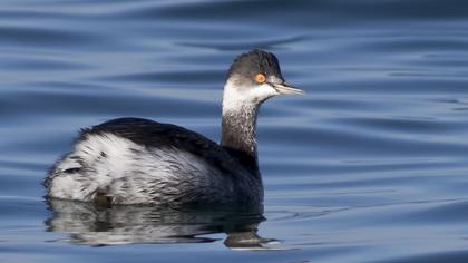 Karaboyunlu batağan