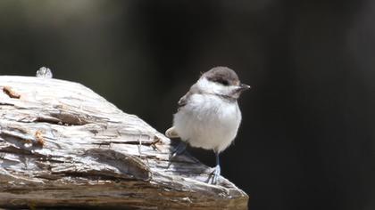 Akyanaklı baştankara
