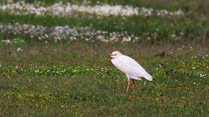 Sığır balıkçılı