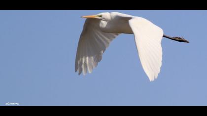 Büyük ak balıkçıl