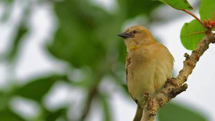 Sarıboğazlı serçe
