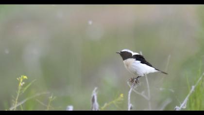 Karakulaklı kuyrukkakan