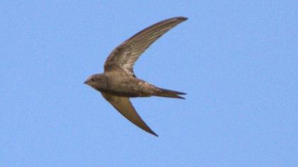 Common Swift