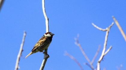 Spanish Sparrow