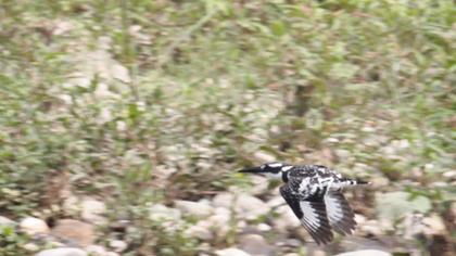 Alaca yalıçapkını