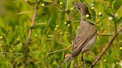 Pembegöğüslü ötleğen