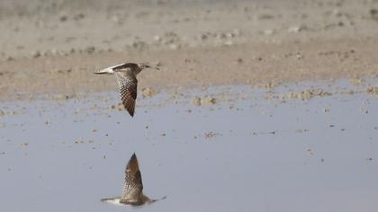 Sürmeli kervançulluğu
