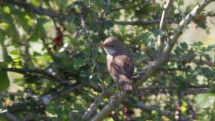 Akgerdanlı ötleğen
