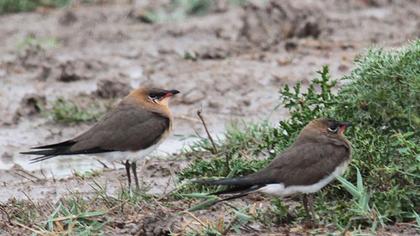 Bataklıkkırlangıcı