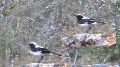 Aksırtlı kuyrukkakan