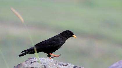 Sarıgagalı dağ kargası