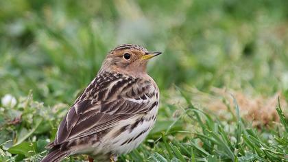 Kızılgerdanlı incirkuşu
