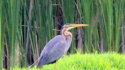 Erguvani balıkçıl