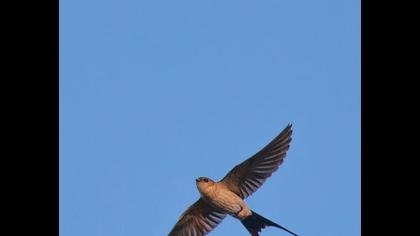 Kızıl kırlangıç