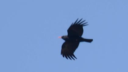 Kırmızıgagalı dağ kargası