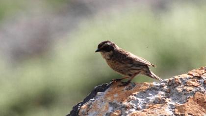 Sürmeli dağbülbülü