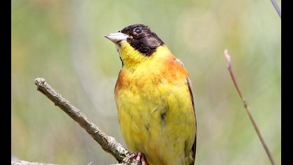 Karabaşlı kirazkuşu